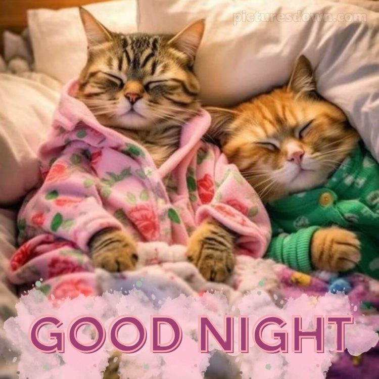 Good night pic love picture two cats free download