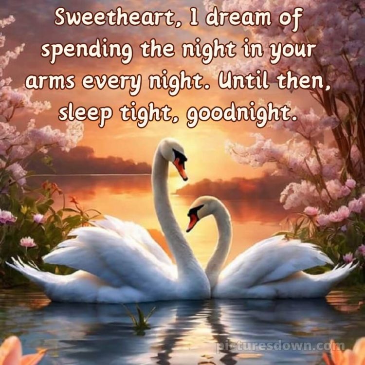 Good night quotes for love picture swans free download