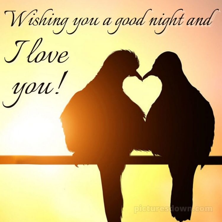 I love you good night picture two birds free download