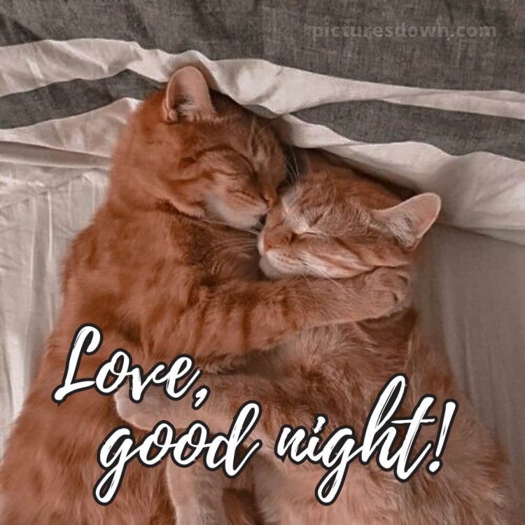Love good night picture two cats free download