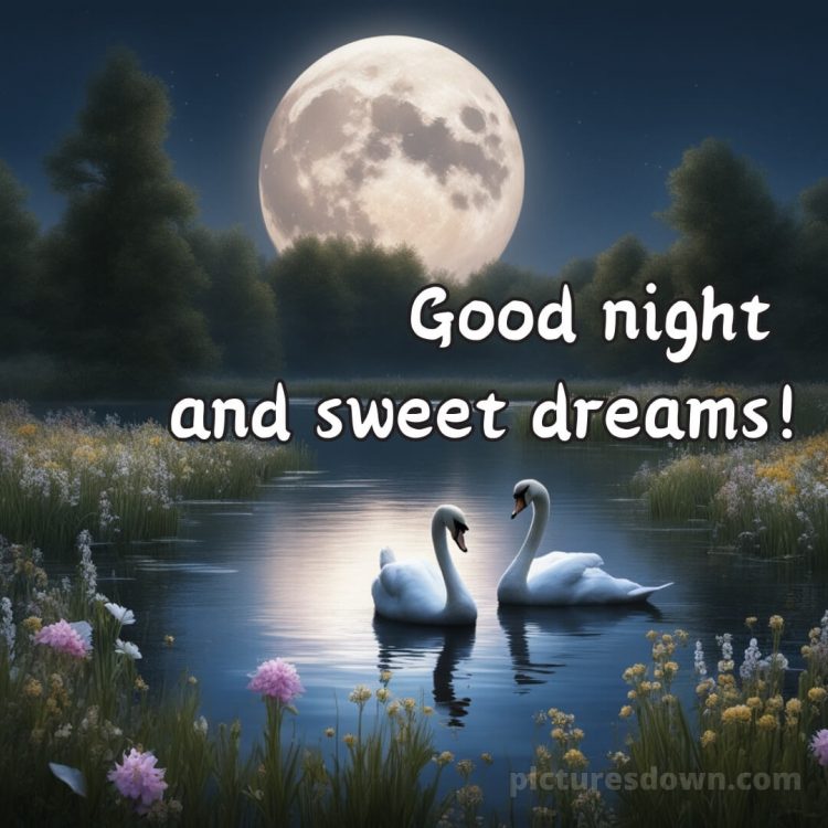 Love good night picture two swans free download