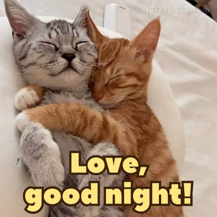 Love good night images picture cats free download