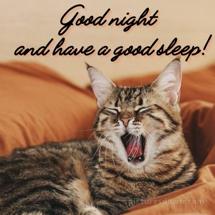 Love good night quotes picture yawning cat free download