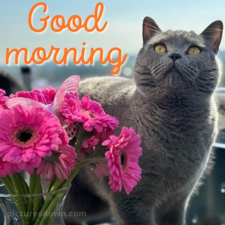 Romantic good morning images picture gray cat free download