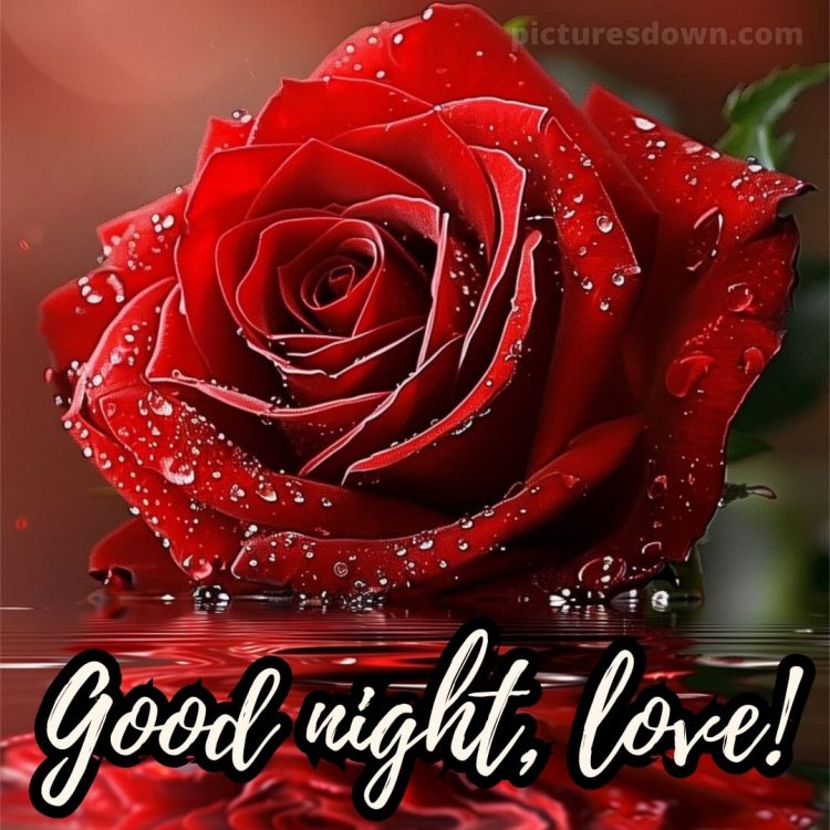 True love love good night rose picture water free download