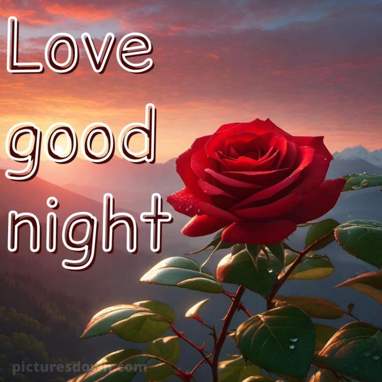 True love love good night rose picture flower free download
