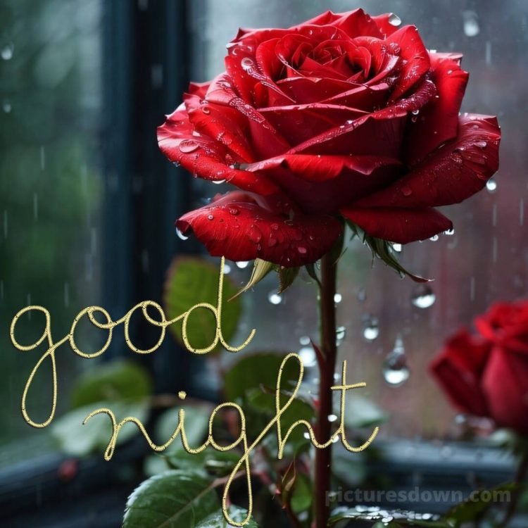 True love love good night rose picture rain free download