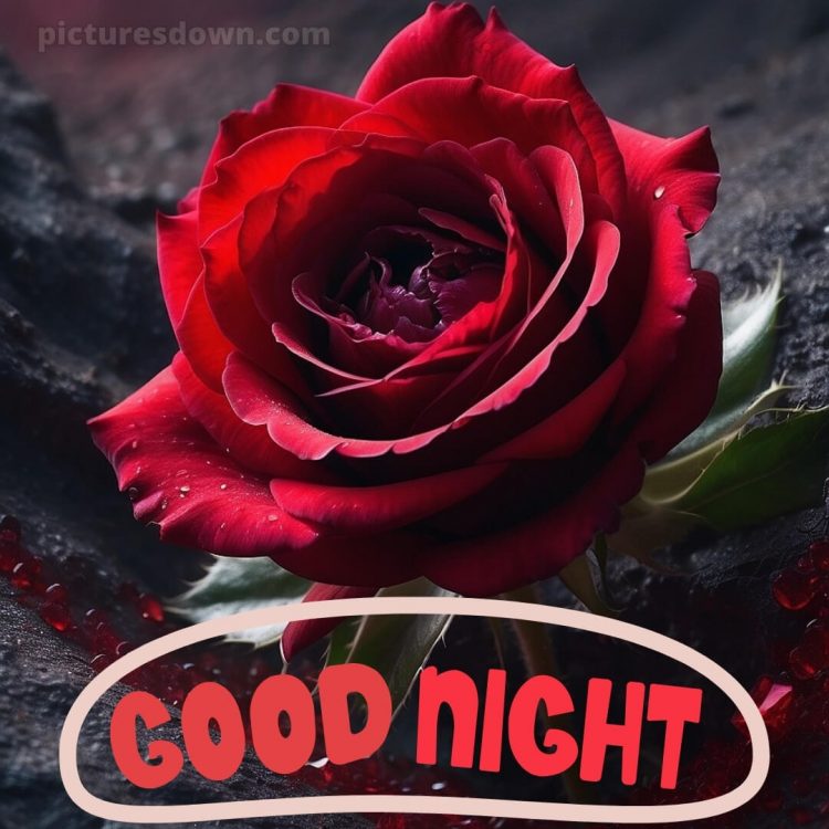 True love love good night rose picture beautiful flower free download