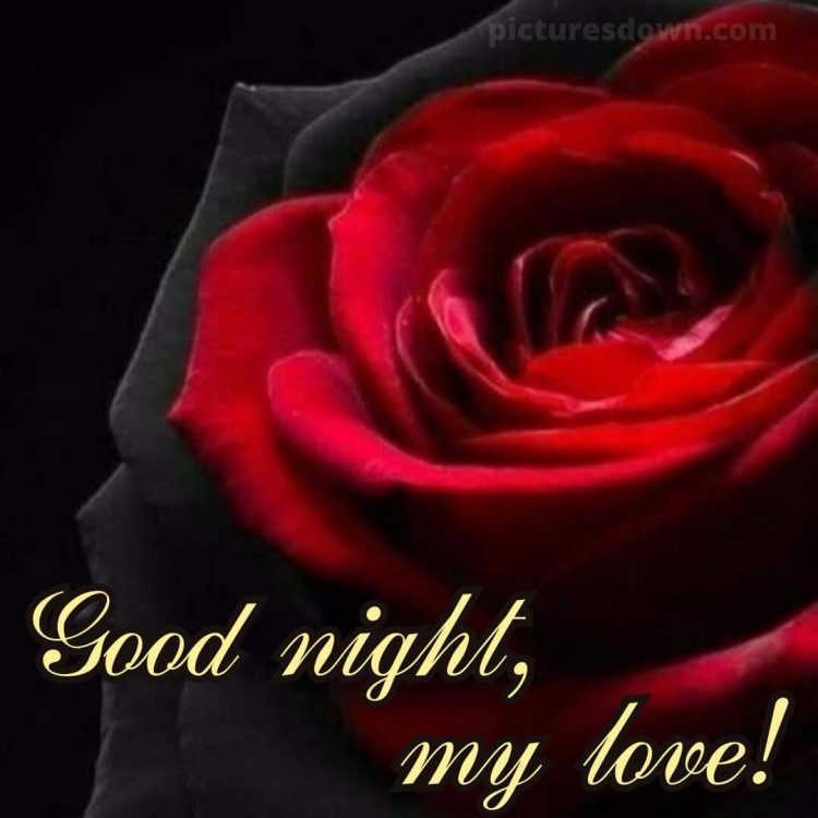 True love love good night rose picture red rose free download