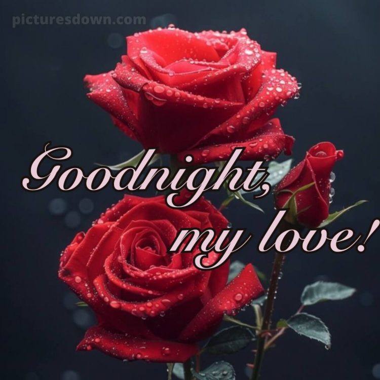 True love love good night rose picture three roses free download