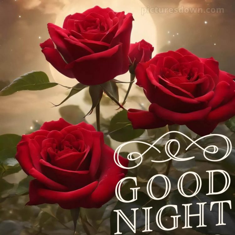 True love love good night rose picture beautiful roses free download