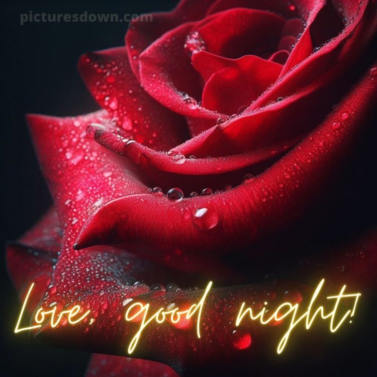 True love love good night rose picture dew drops free download