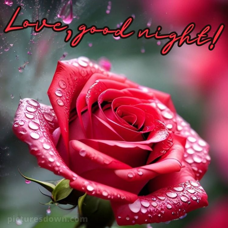 True love love good night rose picture morning dew free download