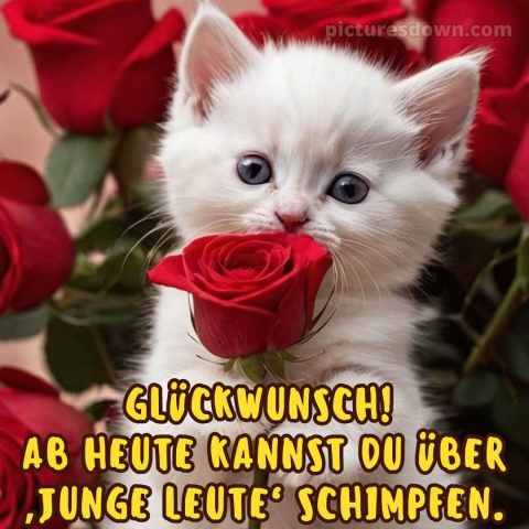 Alles gute zum geburtstag bilder lustig bild weiße Katze kostenlos