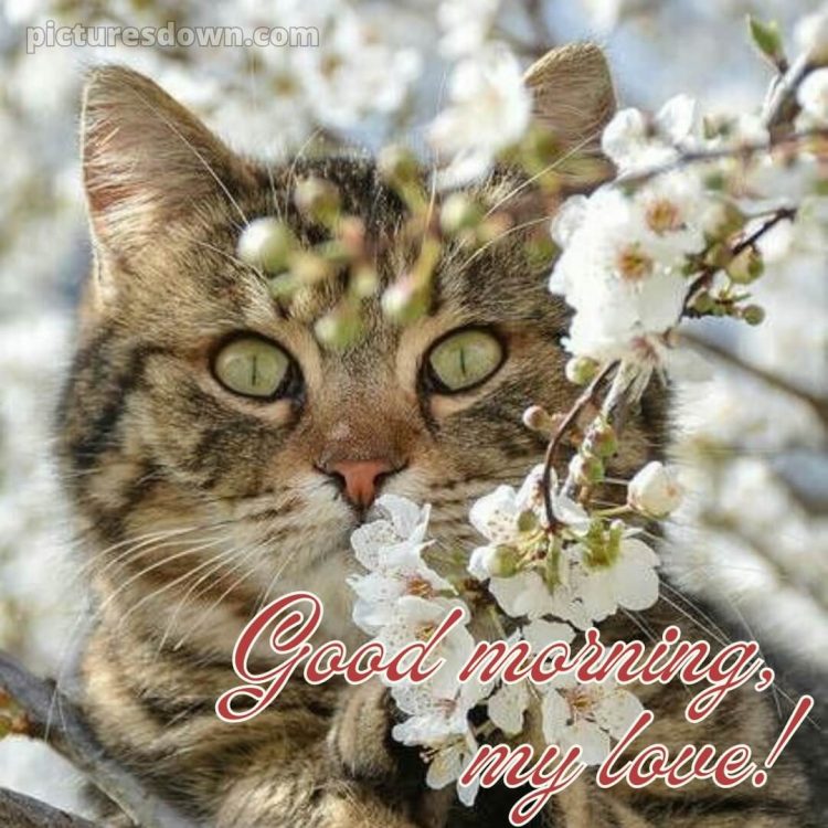 Good morning images romantic picture cat free download