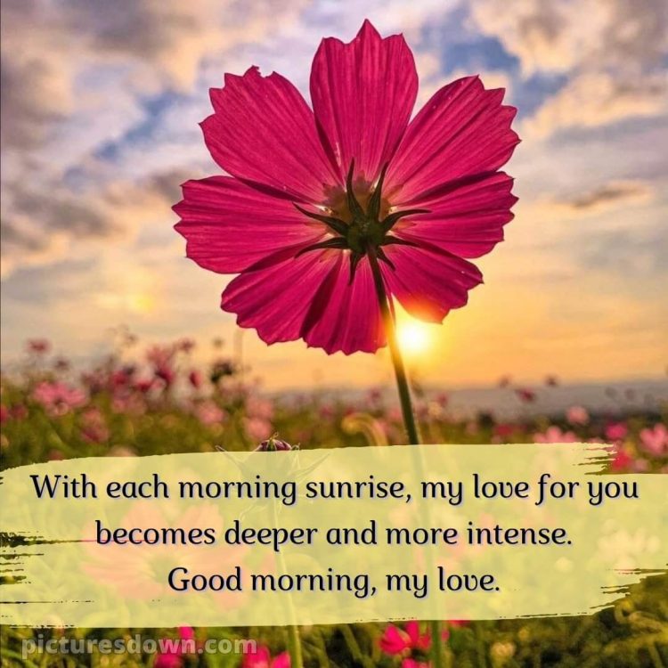 Good morning romantic quotes picture flower free download