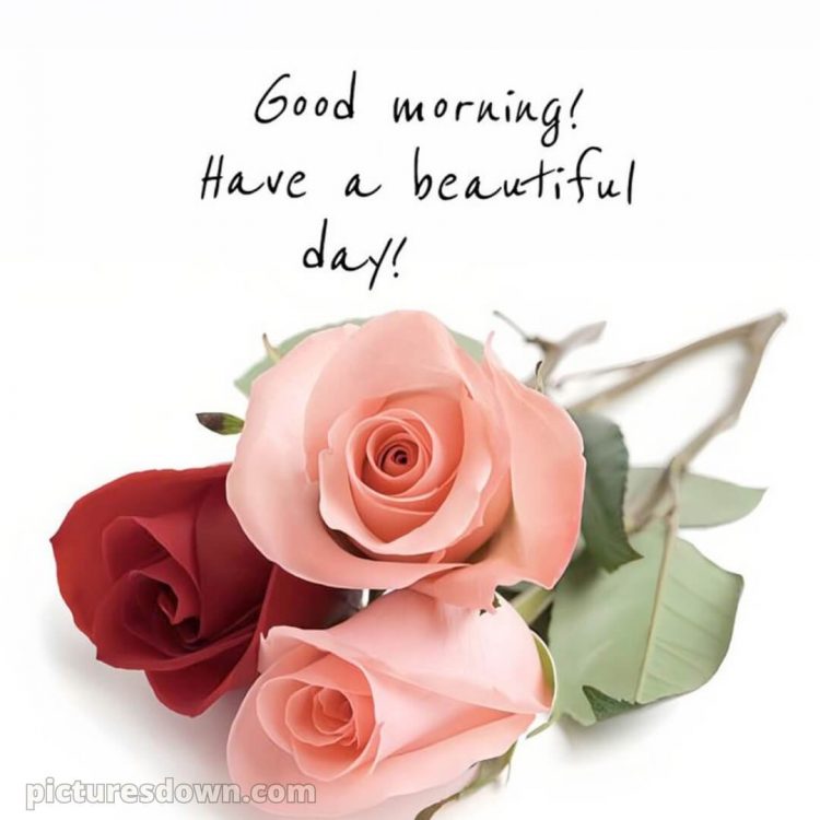 Good morning romantic rose picture three roses free download