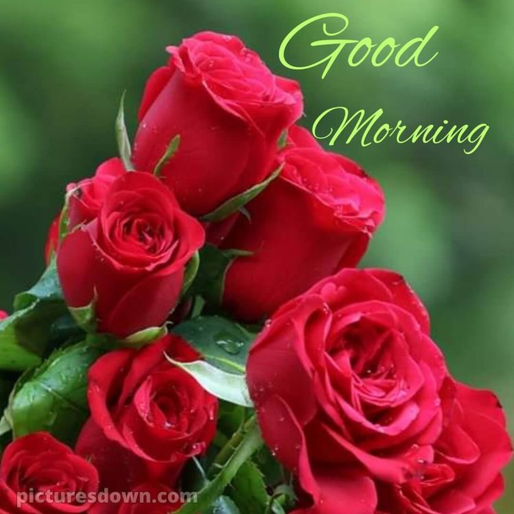 Good morning romantic rose picture beautiful roses free download