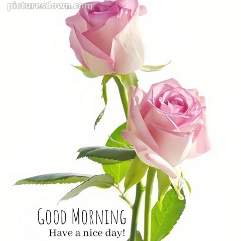 Good morning romantic roses picture two roses free download