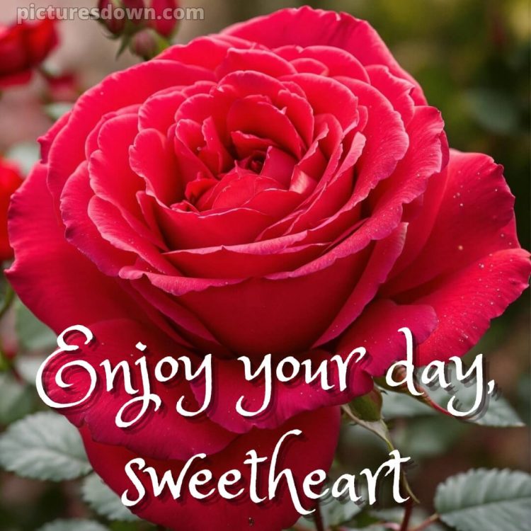 Good morning romantic roses picture red rose free download