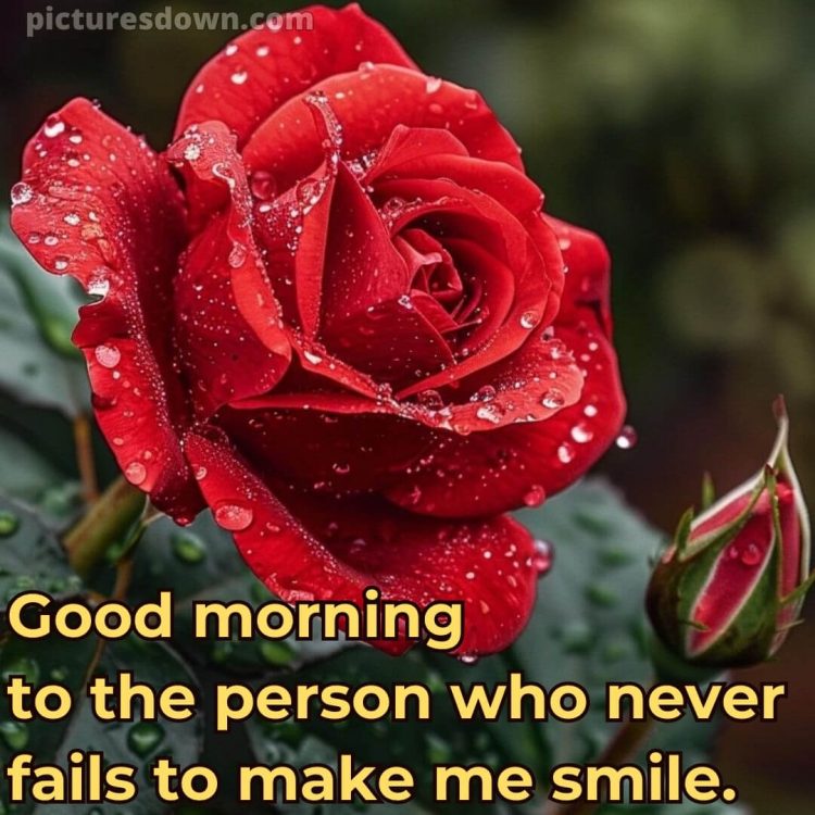 Good morning romantic roses picture drops free download