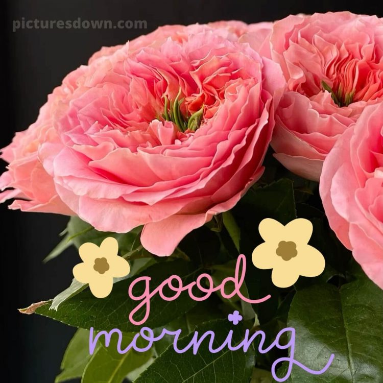 Good morning romantic roses picture flowers free download