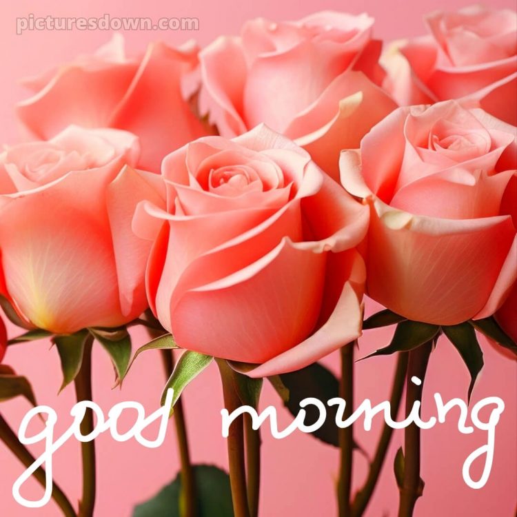 Good morning romantic roses picture pink roses free download