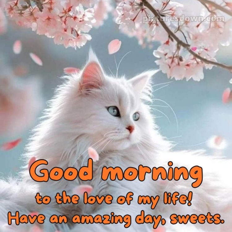Love romantic good morning flowers picture white cat free download