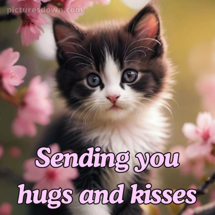 Love romantic good morning flowers picture cute kitty free download