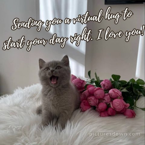 Love romantic good morning rose picture kitten free download
