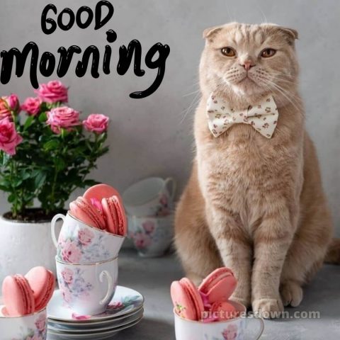 Love romantic good morning rose picture cat free download