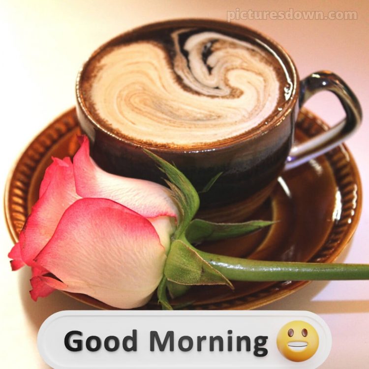 Love romantic good morning status picture rose free download