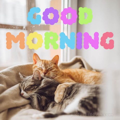 Romantic good morning picture two cats free download
