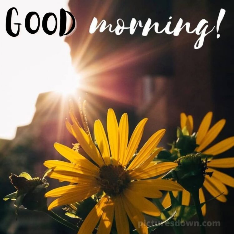 Romantic good morning picture sun free download