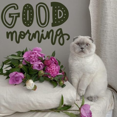 Romantic good morning picture cat free download