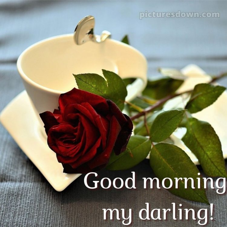 Romantic good morning dear picture rose free download