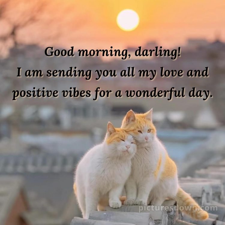 Romantic good morning love picture two cats free download