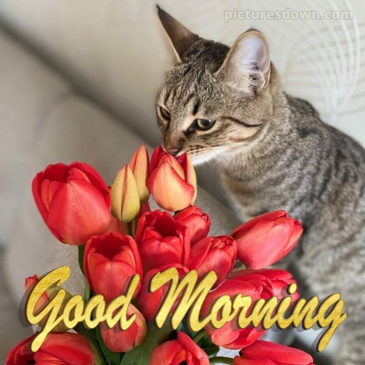 Romantic good morning love picture cat and tulips free download