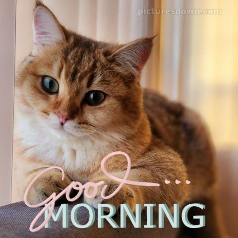 Romantic good morning love images picture cat free download
