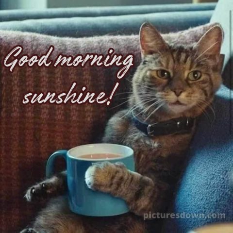 Romantic good morning love images picture cat on the couch free download