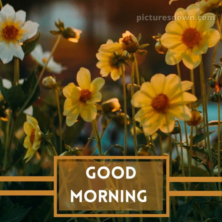 Romantic good morning love images picture flowers free download