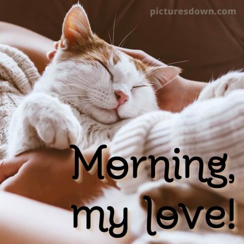 Romantic good morning love images picture cat in arms free download