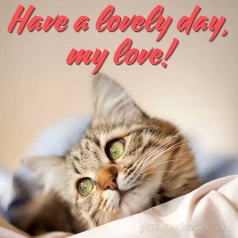 Romantic good morning message picture kitty free download