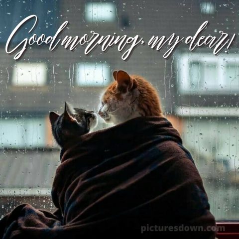 Romantic good morning message picture rain free download