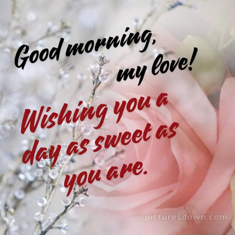 Romantic good morning message for her picture rose free download