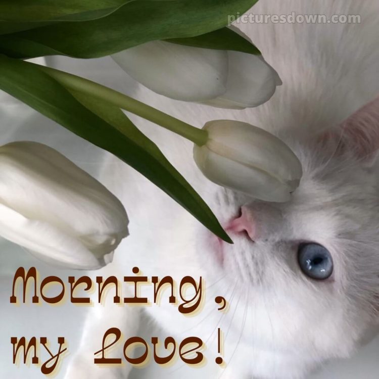 Romantic good morning message for her picture white cat free download