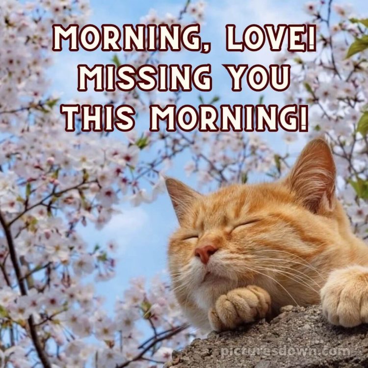 Romantic good morning message for her picture ginger cat free download