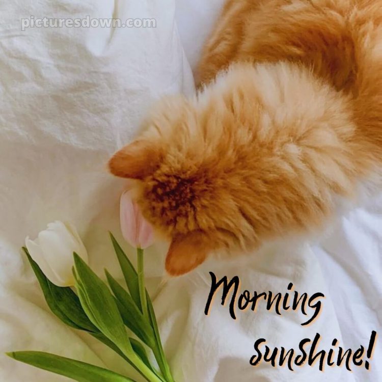 Romantic good morning messages picture ginger cat free download
