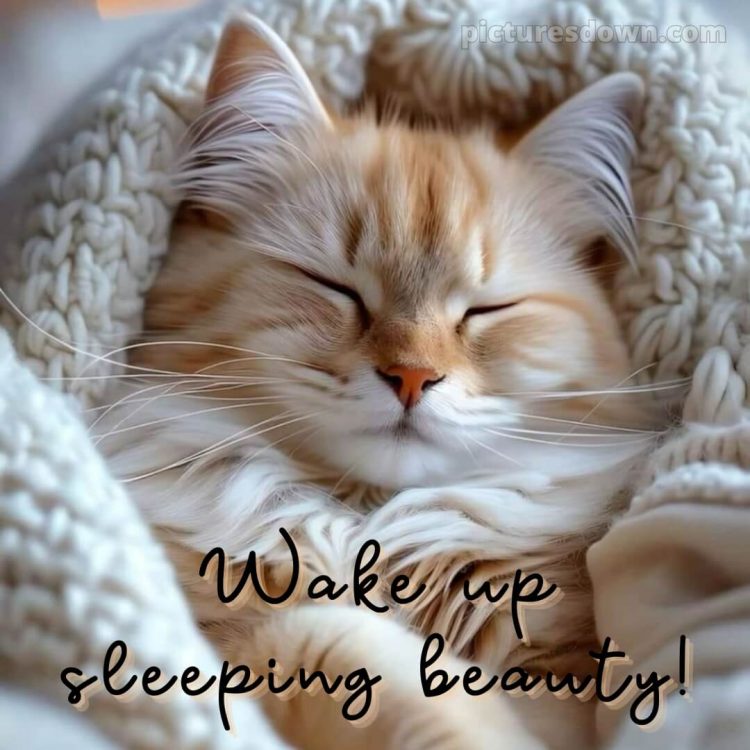 Romantic good morning messages picture sleeping cat free download