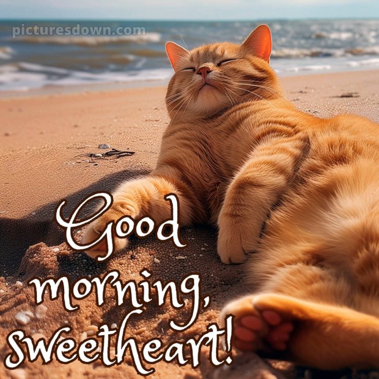 Romantic good morning sweetheart picture cat on the beach free download